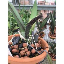 Tezula Plants Rhizome Clips for Orchids in Clay Pots - 6" Galvanized Steel (25)
