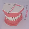Dental Teeth Model Typodont for Brushing Flossing Practice Demonstration Teaching
