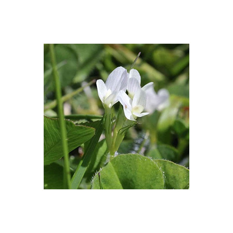Outsidepride 10 lb. Annual Subterranean Clover Seed for Pasture &