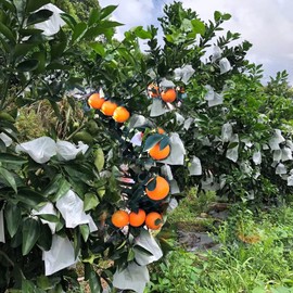 HouWanA Fruit Protection Paper Bags 100pcs White Protection Cover Bags 6.6X7.8inch, Fruit Bags for Fruit Trees, Orchard, Trees, Frost, Plants (17x20)