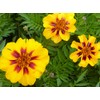 300 Naughty Marietta French Marigold Seeds 1+ Grams of Seeds