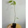 Tree Saucer Magnolia Tree/Shrub - 6-12" Tall - Live Plant
