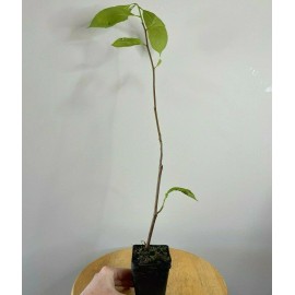 Tree Saucer Magnolia Tree/Shrub - 6-12" Tall - Live Plant - 2.5" Pot - (Soulangeana)