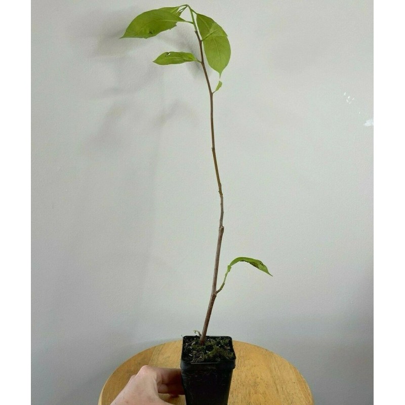 Tree Saucer Magnolia Tree/Shrub - 6-12" Tall - Live Plant