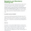 Anne Raspberry - 5 Golden Raspberry Plants - Everbearing -