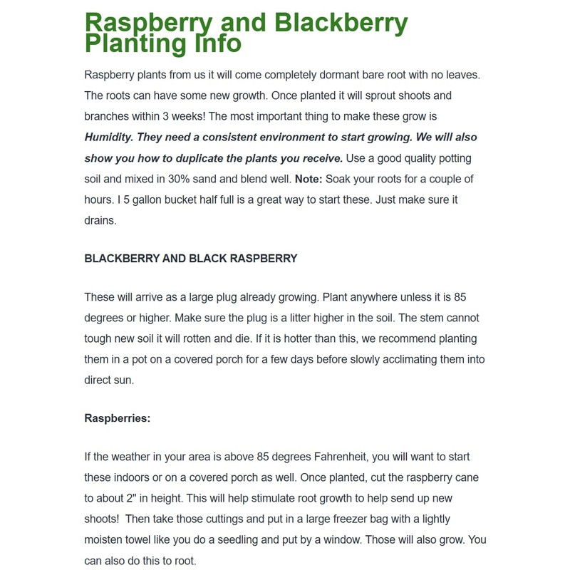 Anne Raspberry - 5 Golden Raspberry Plants - Everbearing -