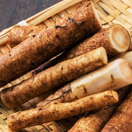 TomorrowSeeds - Burdock Seeds - 50+ Count - for 2025 Planting Articum Lappa Kinpira GOBO Ngao Pong Dong Yang Lu Bo Uang Brown Root Japanese Asian Perennial Vegetable Grow Your Own Home Farm Patio