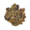 Dried Senna Pods Herbal Tea 85g to 1.95 KG Premium