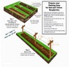Anne Raspberry - 5 Golden Raspberry Plants - Everbearing -