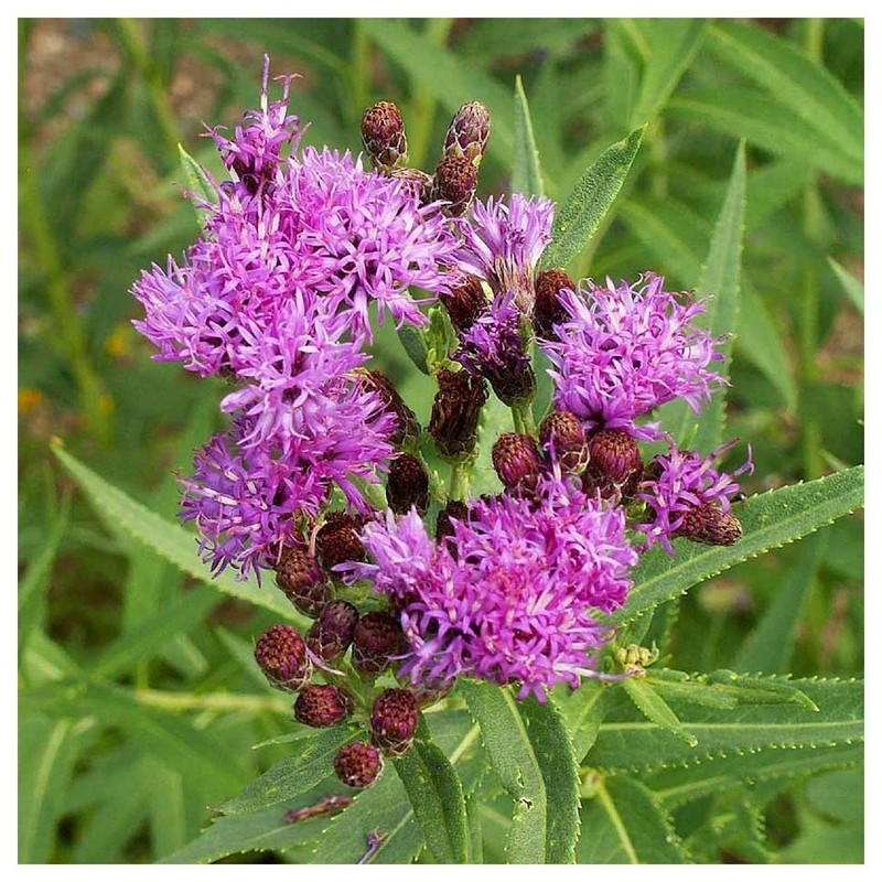 Everwilde Farms - 500 Common Ironweed Native Wildflower Seeds -