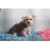 ECO BEDDING 99% Dust Free Paper Bedding for Small Pets