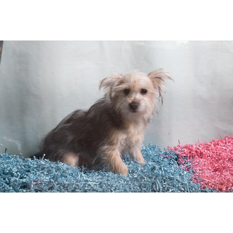 ECO BEDDING 99% Dust Free Paper Bedding for Small Pets