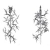 2 x Temporary Rose Thorn Tattoo Sword Tattoo Arrow Tattoo