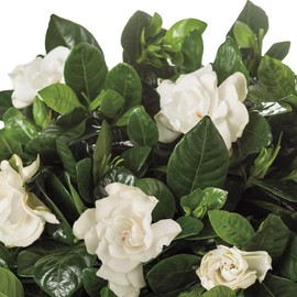 Gardenia Belmont | 3 Extra Large 3 Gallon Plants | Gardenia Augusta 'Belmont' | Lush Blooming | Evergreen Elegance