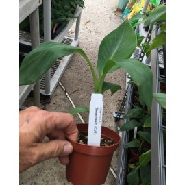 Unbranded FHIA-03 “Sweetheart” Dwarf Banana Plant – RARE Dwarf Banana