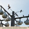 KVITER 10 Purple Martin Bird House Gourd Seeds for Planting