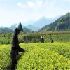 100g West Lake Longjing Tea Dragon Well Tea Long Jing
