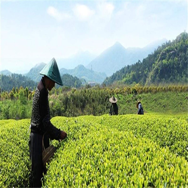 100g West Lake Longjing Tea Dragon Well Tea Long Jing