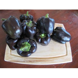 CEMEHA SEEDS - Black Sweet Bell Pepper Non GMO Vegetable for Planting