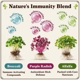 Seedboy Organic Non-GMO Sprouting Seeds, Immune System Booster - USA Grown Microgreens Mix with Broccoli, Purple Radish, Alfalfa - 8 oz Bag Makes 8 Quarts / 24 Servings (Immune System Booster Blend)