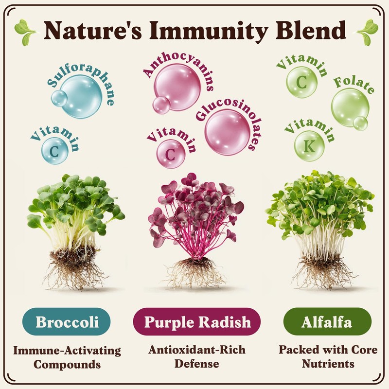 Seedboy Organic Non-GMO Sprouting Seeds, Immune System Booster - USA