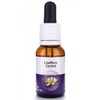 Living Essences Leafless Orchid 100ml