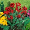 Outsidepride Red Canna Seeds - 10 Seeds