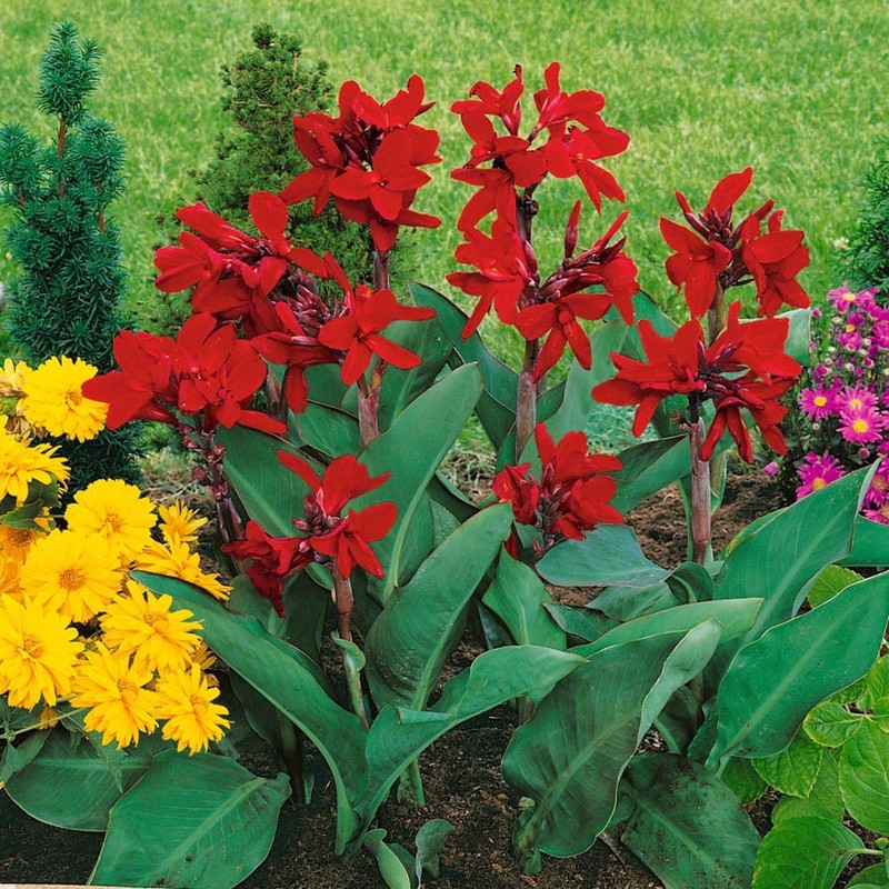 Outsidepride Red Canna Seeds - 10 Seeds