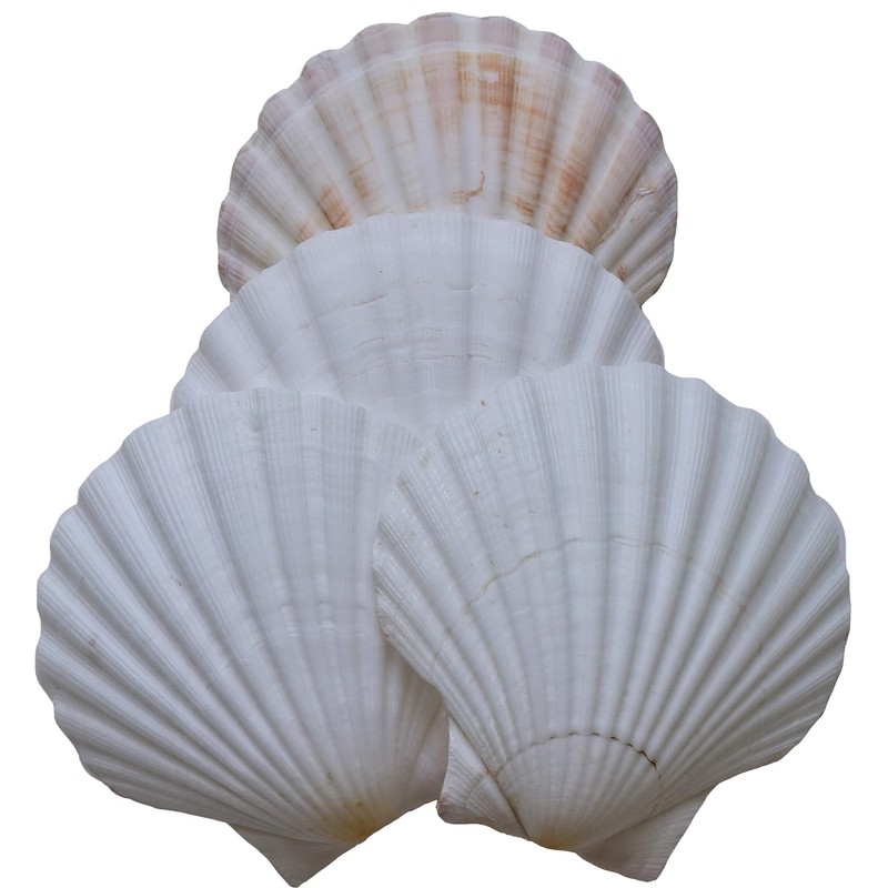 Scallop Shells for Cooking, Baking or Crafts, 2 inch to