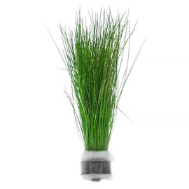 SubstrateSource Dwarf Hairgrass Eleocharis Parvula Live Aquarium Plant for Freshwater Planted Fish Tanks - Aquatic Potted Plants (4 Bunches)