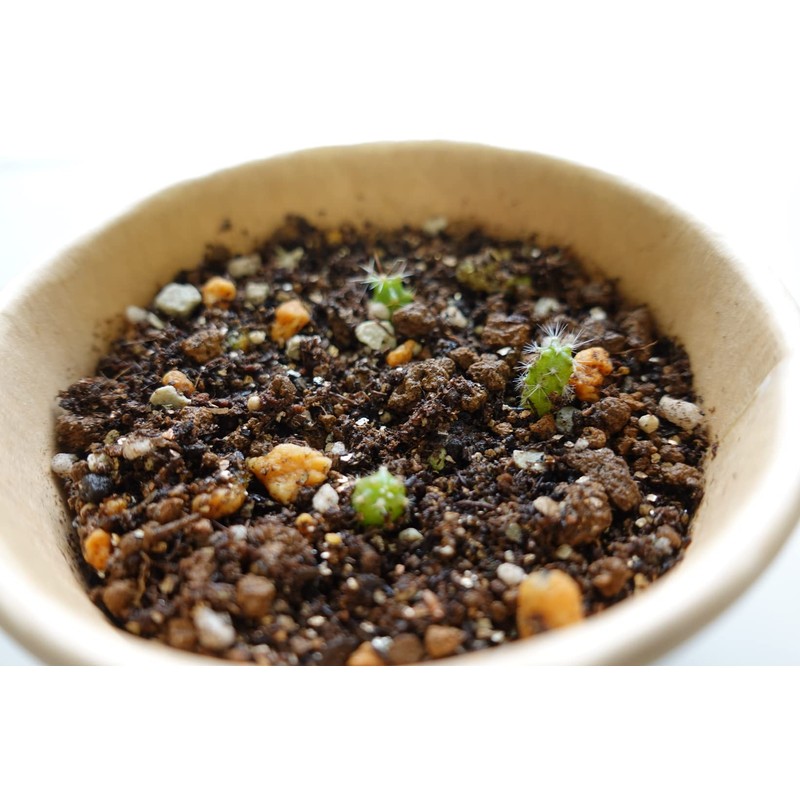 cactus cultivation kit