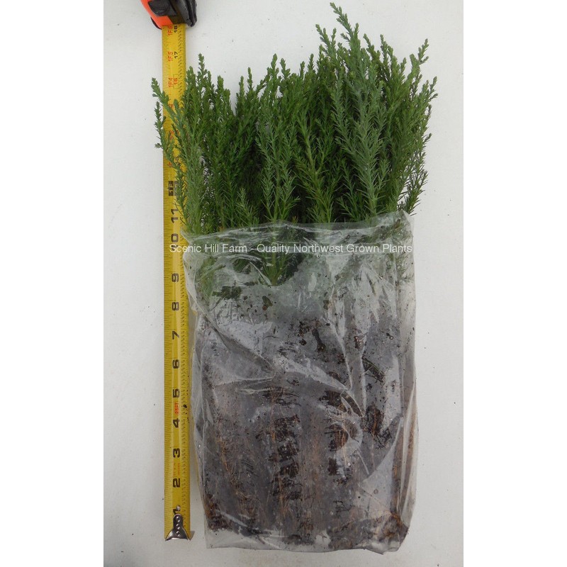 Tree 10 Giant Sequoia Trees - California Redwood - Potted