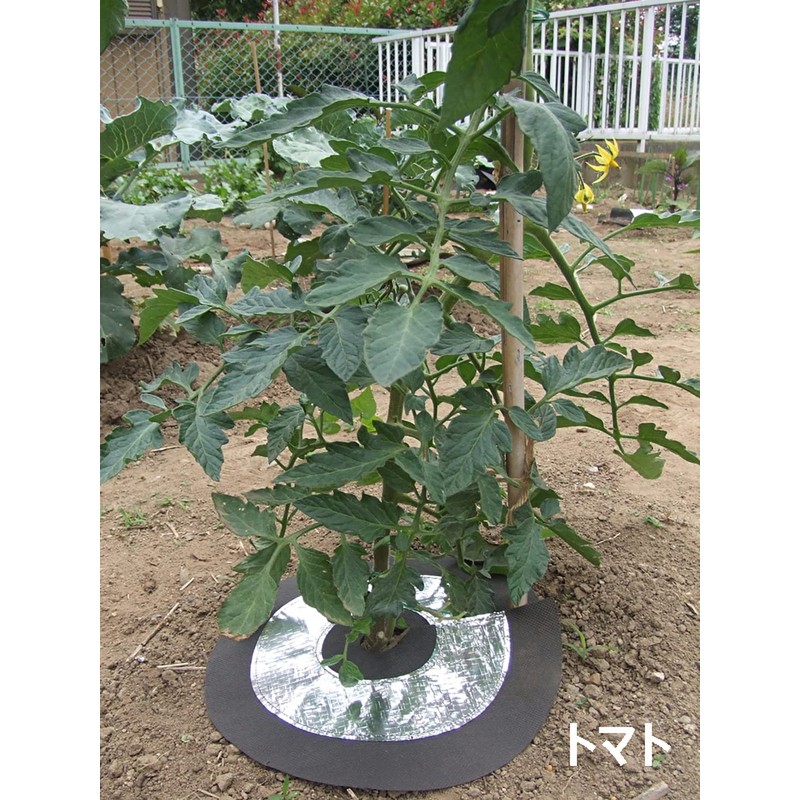 Bug Kitchen Soft, No Set of 6 Pins with