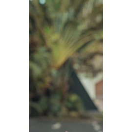 Soporte Selfie Stick Mini Para Celular Con Trípode