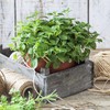 Organic Common Italian Oregano Seeds - USDA Organic, Non-GMO, Open