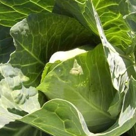 Early Jersey Wakefield Cabbage Seeds - 1 g ~300 Seeds - Heirloom, Open Pollinated, Non-GMO, Farm & Vegetable Gardening & Micro Greens Seeds