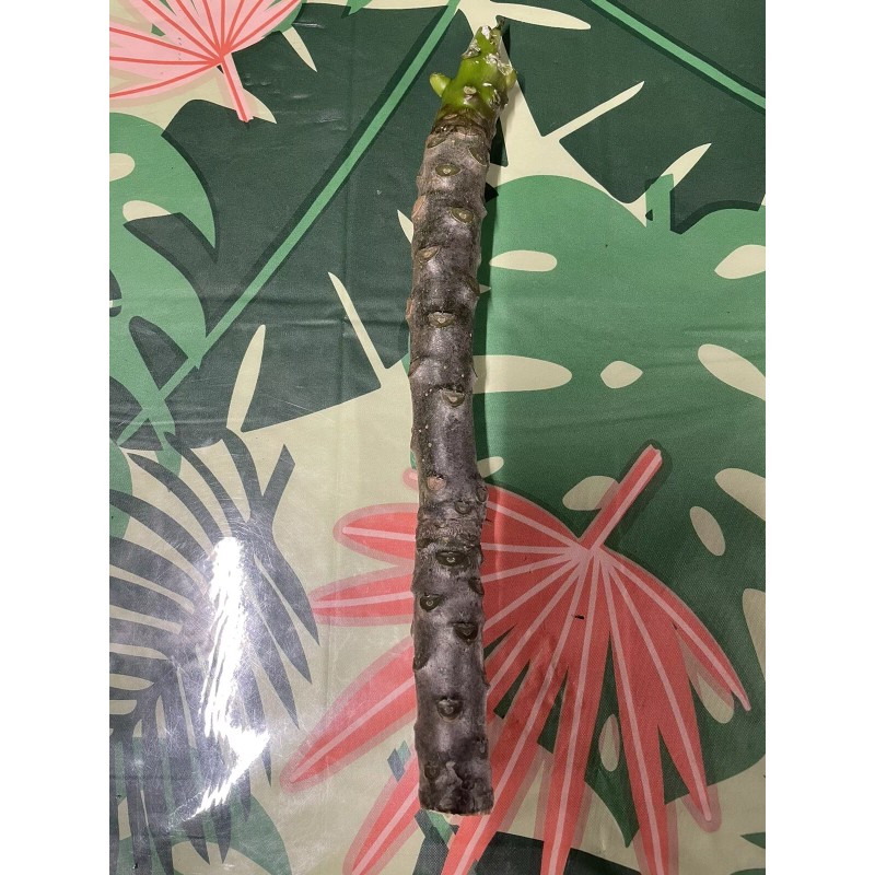 Hawaiian Pink Plumeria Fresh Starter Cutting Single Head 10inch Unrooted