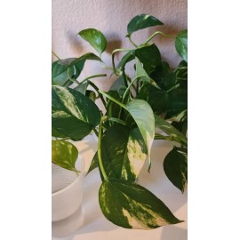Vine Golden Pothos Starters (3 pack) No Pots. Rooted and Ready To Plant