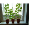 KIRA SEEDS - Indoor Cucumber F1 - Self-Pollinated - Heirloom