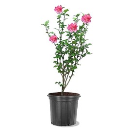 American Plant Exchange Live Hibiscus Althea Red Rose of Sharon, 3-Gallon Pot, 1-2ft. Tall, Large Outdoor//Landscape/Garden Plant, Stunning Red Flowers