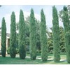 Italian Cypress Tree | 2 Extra Large 3 Gallon Trees