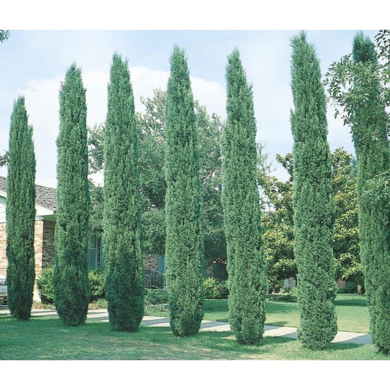 Italian Cypress Tree | 2 Extra Large 3 Gallon Trees
