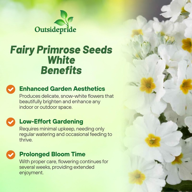 Outsidepride White Fairy Primrose Seeds - 1000 Pcs Perennial, Hardy,