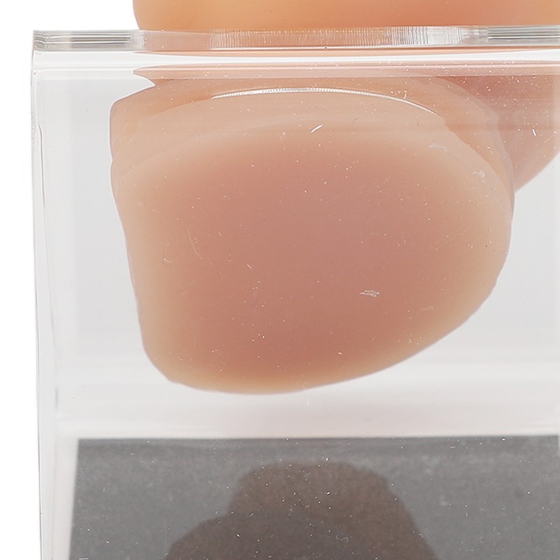 Silicone Ear Model Simulated Ear Model Acupuncture Practice Tool with