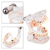 Standard Dental Model for Dentistry Students, Standard Study Teaching Dental