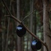 Camping Moon BKS-220-2P Sierra Cup, Black, Black Sierra Camping Cup,