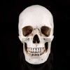 Human Skull Replica, 3-Piece Human Skull Model, Anatomical Model for