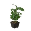 Arabica Coffee - Size: 3" Pot
