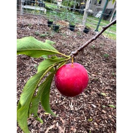 Tree Scarlet Beauty Plum Tree Cuttings For Grafting