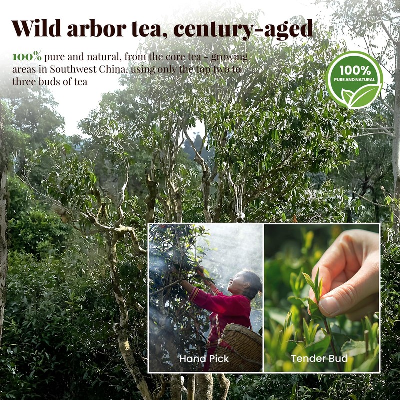 The Spring Tea Premium Grade Wild Tree Black Tea From